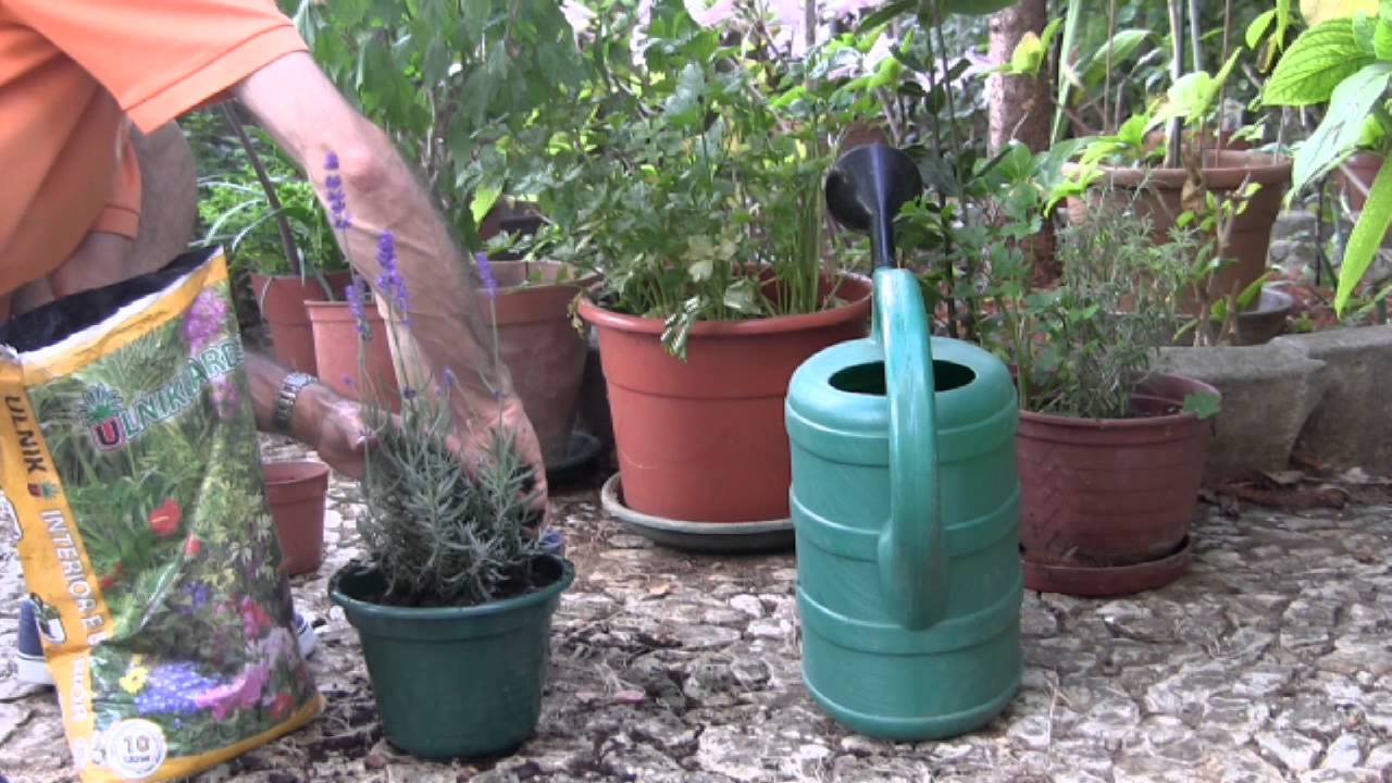 Saiba como cultivar alfazemas