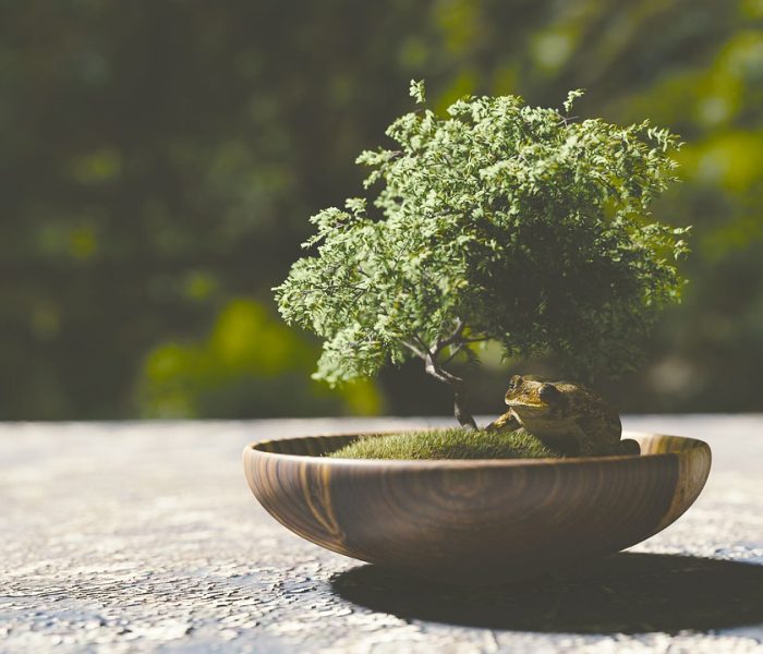 Bonsai – cultivar árvores em miniatura