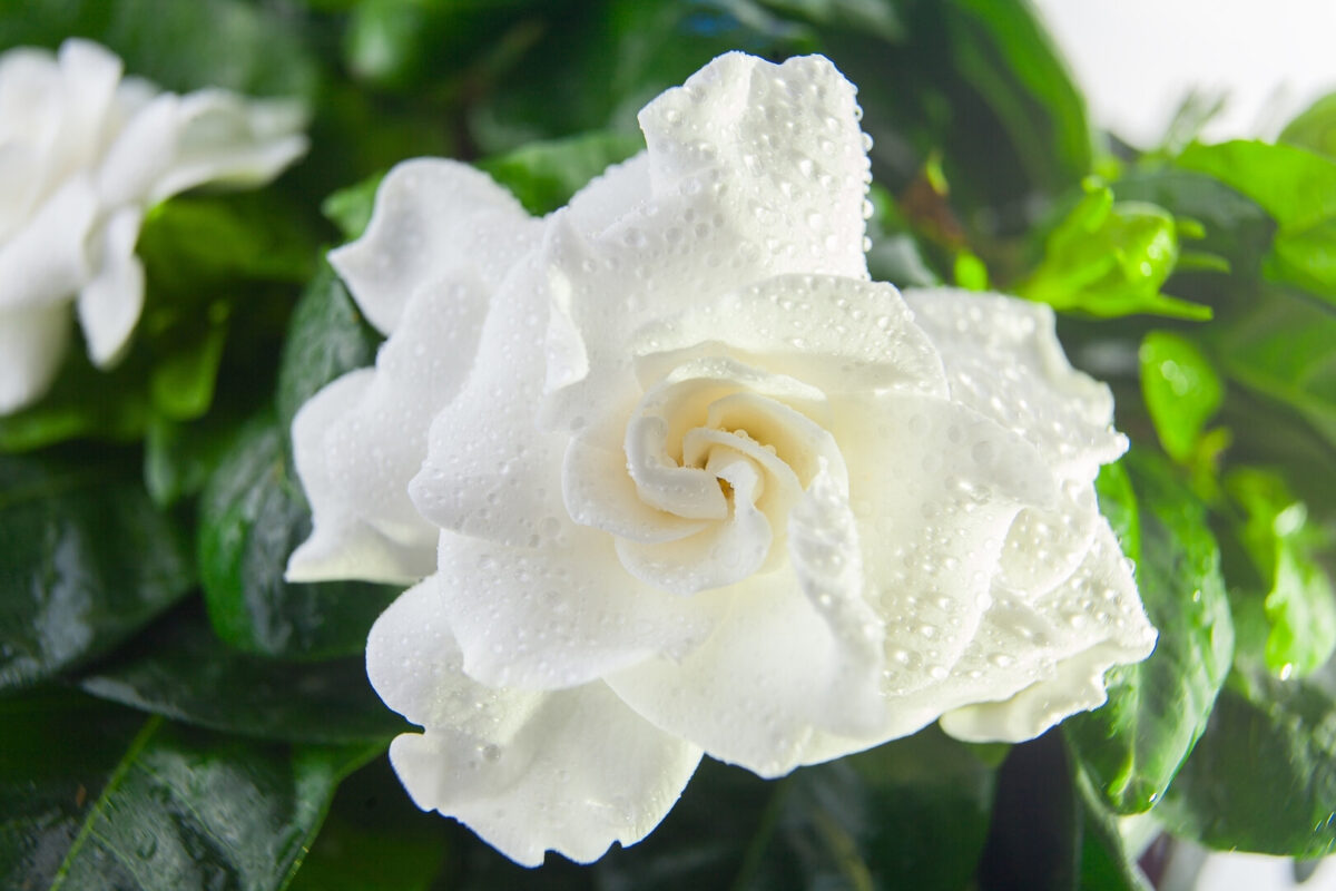 Benefícios da Flor de Gardenia Branca para o Cabelo em Beleza Benefícios da Flor de Gardenia Branca para o Cabelo
