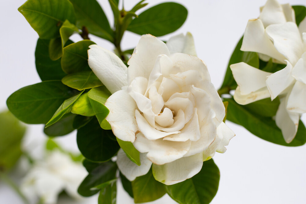 Benefícios da Flor de Gardenia Branca para o Cabelo em Beleza gardenia