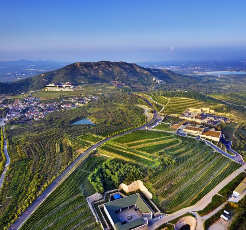 A "Bússola Digital" decodifica o "Modelo Yantai" do setor vinícola da China em Noticias Bússola Digital