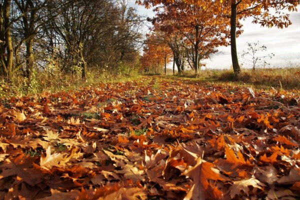 Como Preparar a Limpeza de Terreno: Guia Completo