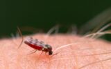 Mosquito, percevejo, pulga, carraça…: Um guia completo para identificar e tratar picadas de inseto no verão